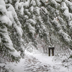 Snow on the Rough Trail